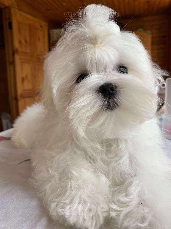 Собаки в Москве: Мальтезе мальчик мини 4 месяца  Мальчик, 100 000 руб. - фото 4