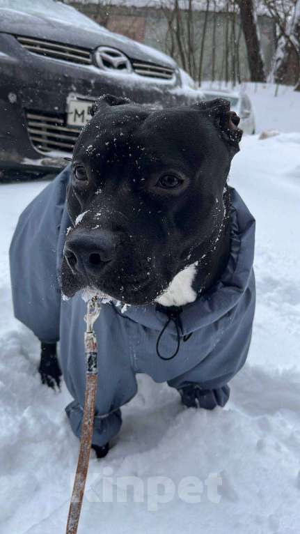 Собаки в Москве: Отдам в добрые руки Мальчик, Бесплатно - фото 4