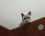Кошки в Королеве: Отдам кошку Девочка, Бесплатно - фото 4