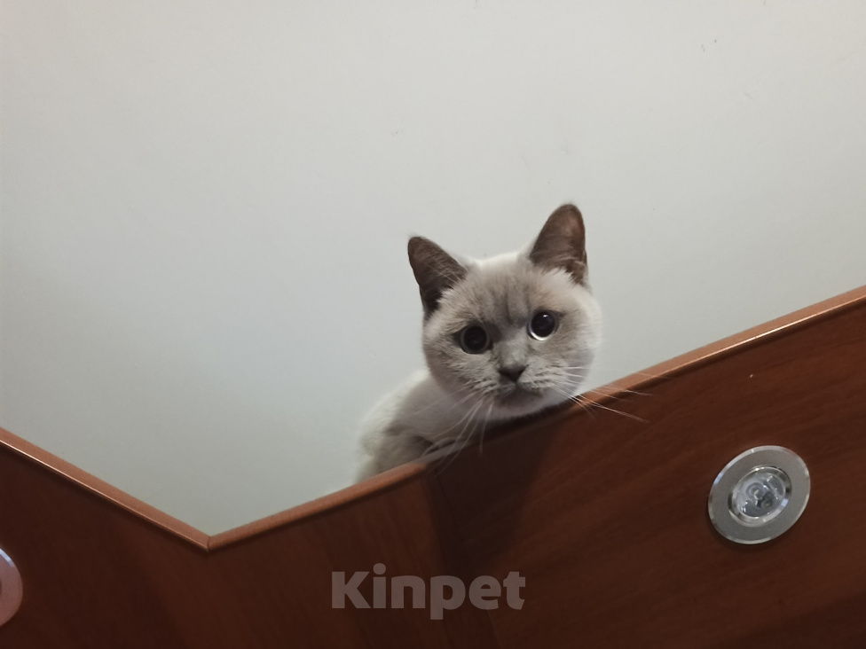 Кошки в Королеве: Отдам кошку Девочка, Бесплатно - фото 4