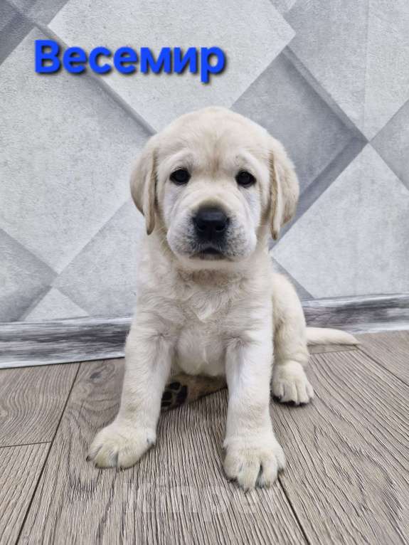 Собаки в Новокузнецке: Щенки Лабрадора РКФ  Мальчик, 60 000 руб. - фото 3