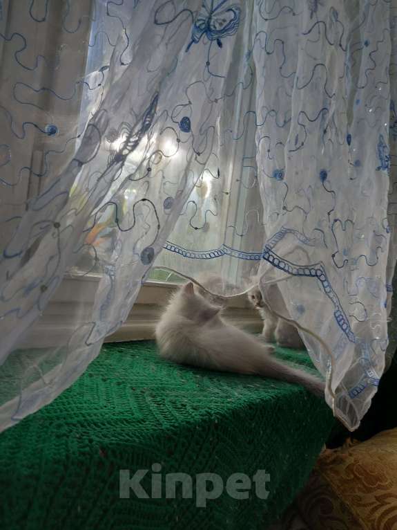 Кошки в Севастополе: Невский Маскарадный котенок Девочка, Бесплатно - фото 4