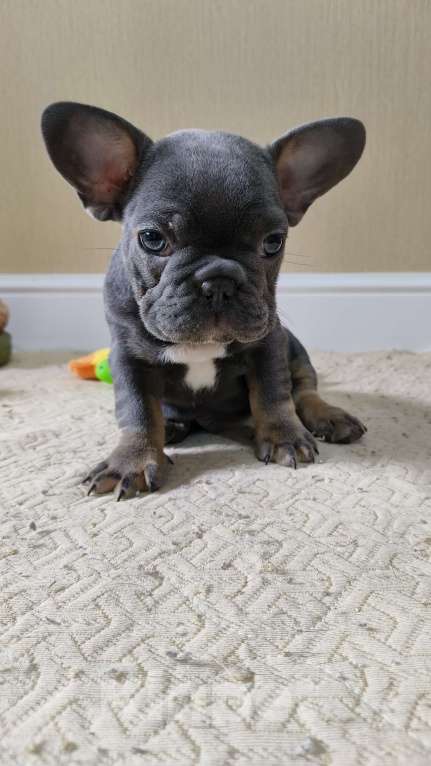 Собаки в Белореченске: Французский бульдог Мальчик, Бесплатно - фото 3