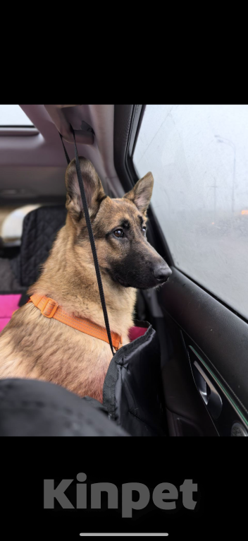 Собаки в Москве: Микки ищет дом Мальчик, Бесплатно - фото 4