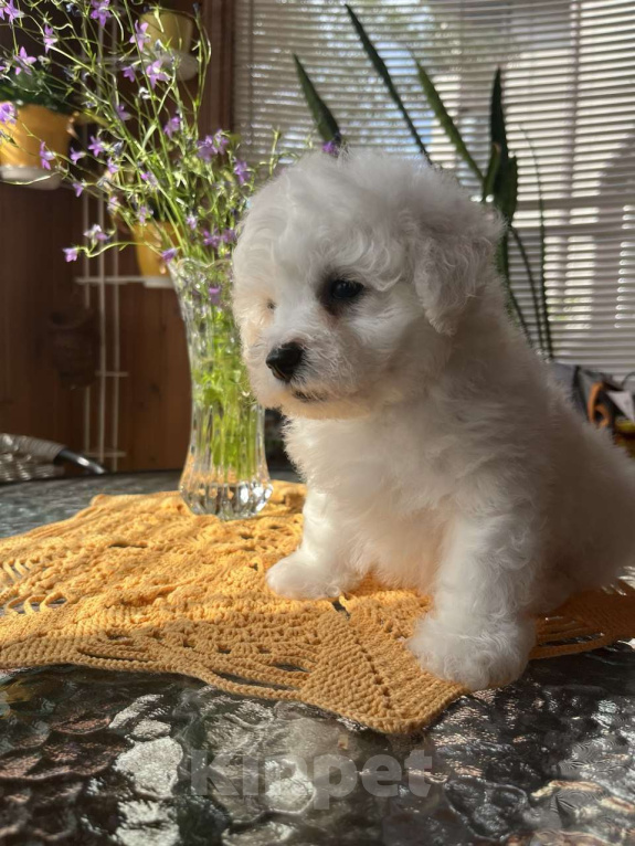 Собаки в других городах Московской области: Ласковые щенки Бишон Фризн Девочка, 55 000 руб. - фото 2