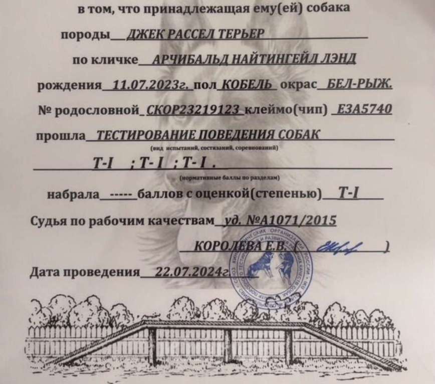 Собаки в Москве: Вязка с титулованным кобелем джек-рассел-терьер Мальчик, 35 000 руб. - фото 9