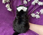 Собаки в Москве: Чёрный йорк мальчик стандарт Мальчик, 50 000 руб. - фото 4