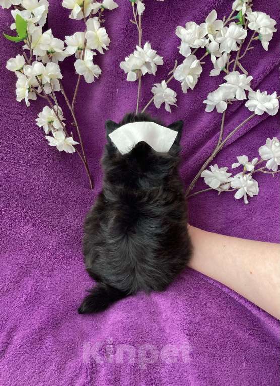 Собаки в Москве: Чёрный йорк мальчик стандарт Мальчик, 50 000 руб. - фото 4