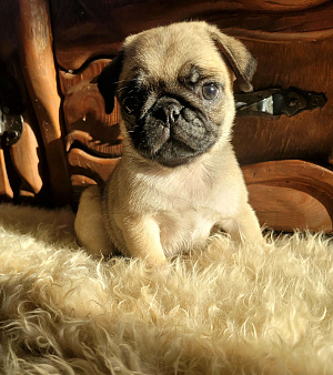 Щенки королевского мопса