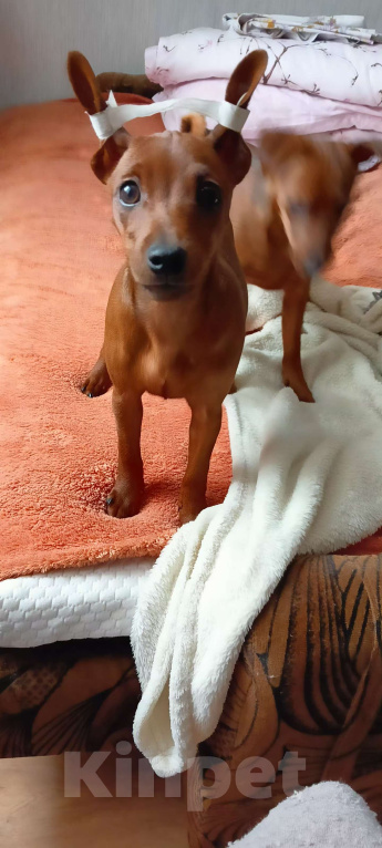 Собаки в Москве: Очаровательная девочка цвергпинчер Девочка, 50 000 руб. - фото 3