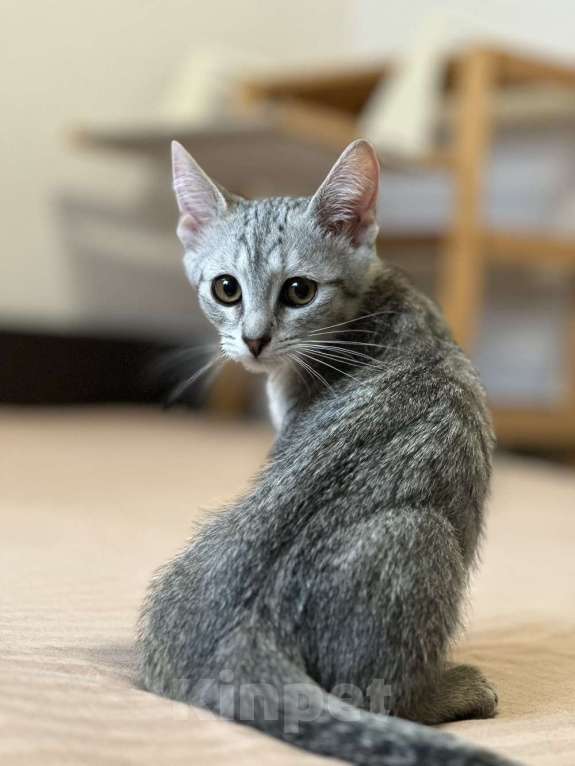 Кошки в Москве: Котятки ищут семью - любящих и добрых хозяев Мальчик, Бесплатно - фото 5