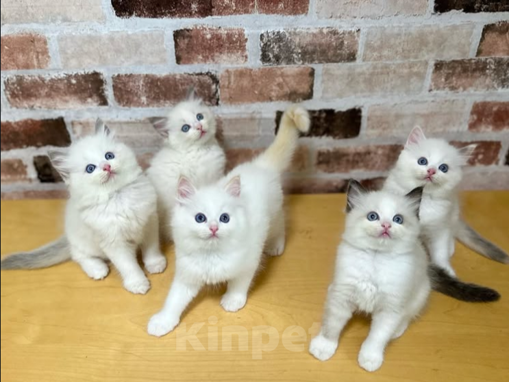 Кошки в Челябинске: Рэгдолл высокопородные детки Девочка, 37 000 руб. - фото 2