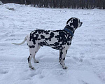 Собаки в Белово: Кобель для вязки Мальчик, Бесплатно - фото 2