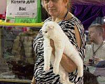 Кошки в Воронеже: продается шотландский котик, 1 руб. - фото 6