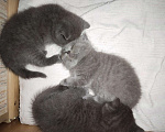 Кошки в Малмыже: Шотландские котята, 5 500 руб. - фото 6