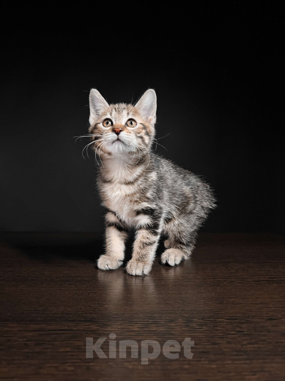 Кошки в Москве: Котята курильского бобтейла короткошерстные  Мальчик, Бесплатно - фото 1