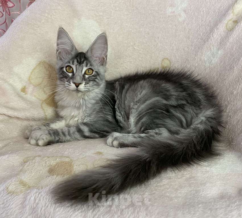 Кошки в Дмитрове: Черная серебристая мраморная девочка мейн кун Zlata Девочка, 20 000 руб. - фото 5