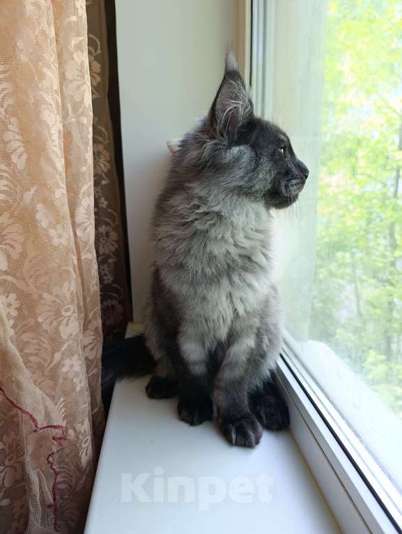 Кошки в Санкт-Петербурге: Котик Мейн-кун Мальчик, 90 000 руб. - фото 8