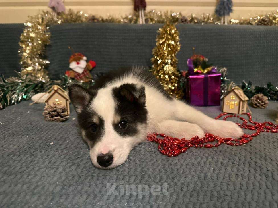 Собаки в Лосином-Петровском: Дейв якутенок лайка Мальчик, Бесплатно - фото 9