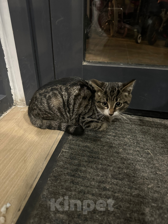Кошки в Москве: Котенок в добрые руки Мальчик, Бесплатно - фото 3