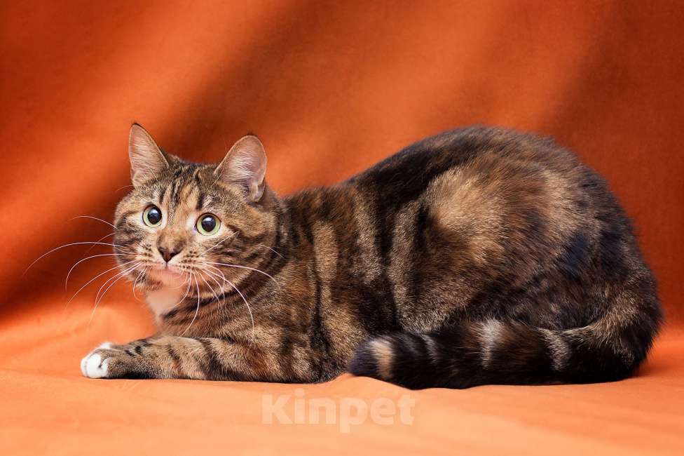 Кошки в Москве: Бенгальская кошечка живёт в клетке Девочка, Бесплатно - фото 3