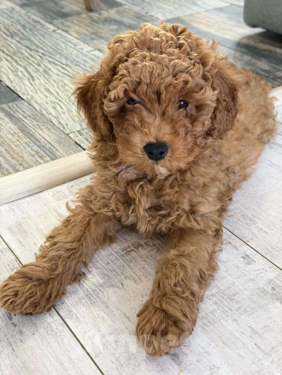 Собаки в Ульяновске: Мальтипу Мальчик, 55 000 руб. - фото 6