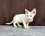 Кошки в Москве: белая кошечка девон рекс с голубыми глазами Девочка, 90 000 руб. - фото 7
