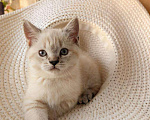 Кошки в Ростове-на-Дону: Шотландский прямоухий котёнок Девочка, 5 000 руб. - фото 1