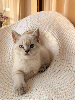 Шотландский прямоухий котёнок