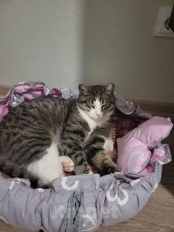 Кошки в Санкт-Петербурге: Ласковая кошечка ищет дом Девочка, Бесплатно - фото 1