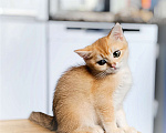 Кошки в Москве: Шотландский котенок Мальчик, 22 000 руб. - фото 3