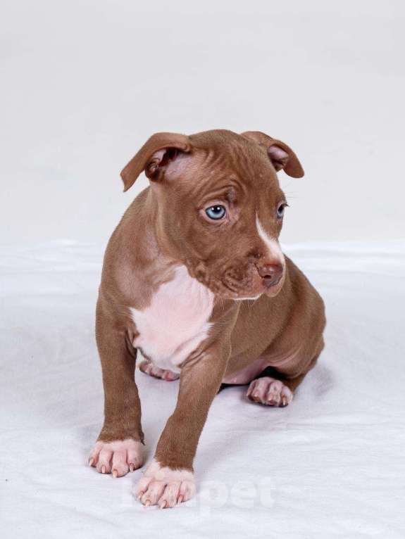 Собаки в Москве: Щенки американского питбуль терьера Мальчик, 70 000 руб. - фото 1