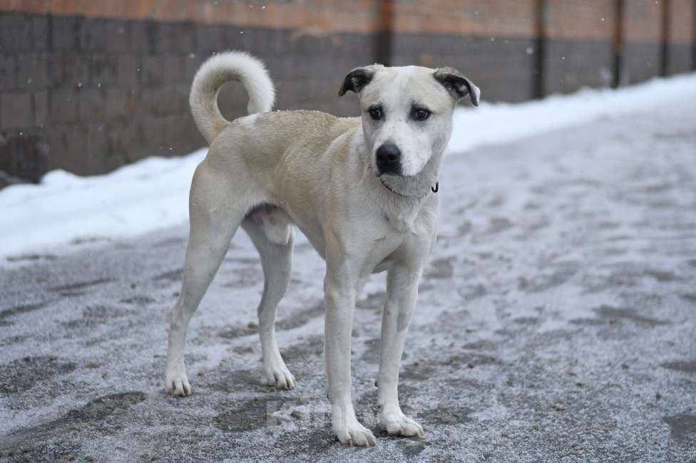 Собаки в Москве: Илай живет в приюте, ему нужна семья Мальчик, Бесплатно - фото 3
