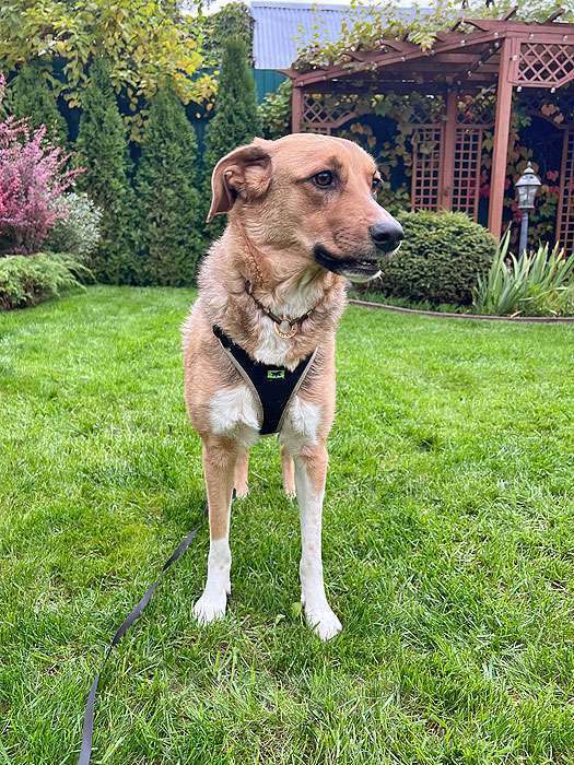 Собаки в Москве: Солнечная молодая собачка Шанти, отличный компаньон ищет дом Девочка, 10 руб. - фото 10