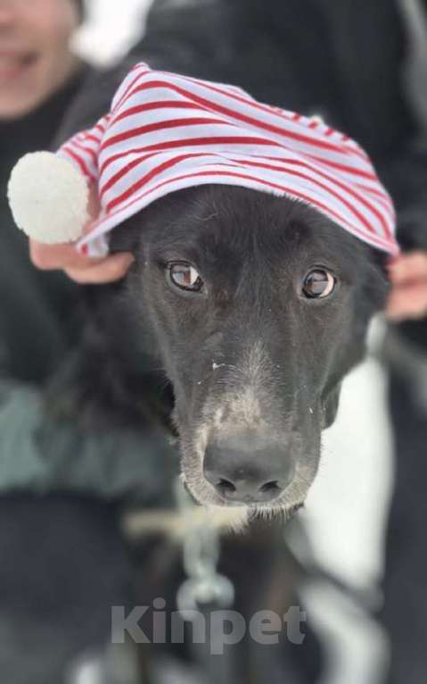 Собаки в Королеве: Разрешите представить красавчика Добби! Мальчик, Бесплатно - фото 9