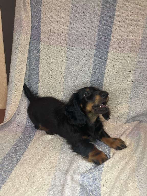 Собаки в Москве: Черно-подпалый мальчик длинношерстной таксы Мальчик, 55 000 руб. - фото 4
