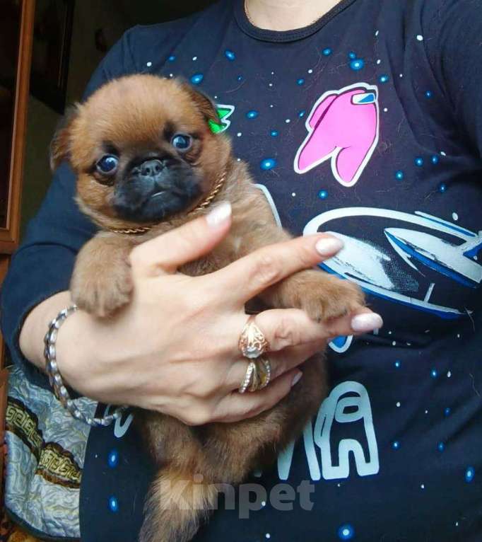 Собаки в Москве: Клубная девочка малый брабансон Девочка, 65 000 руб. - фото 2