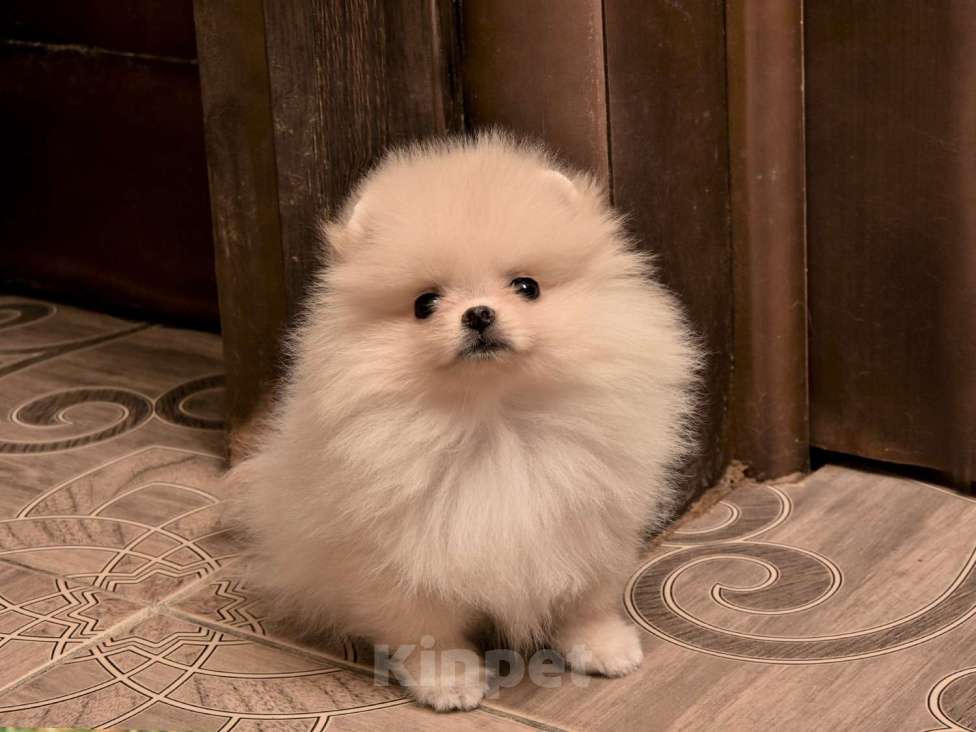 Собаки в Москве: Мальчик Девочка, 30 000 руб. - фото 4