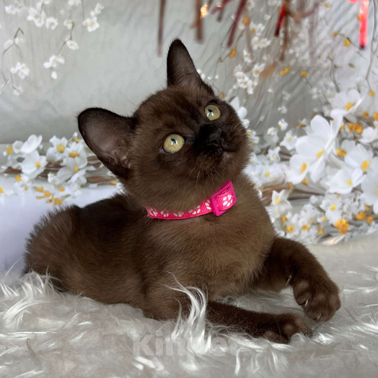 Кошки в Москве: Бурманский котёнок в соболином окрасе, девочка Девочка, 80 000 руб. - фото 6