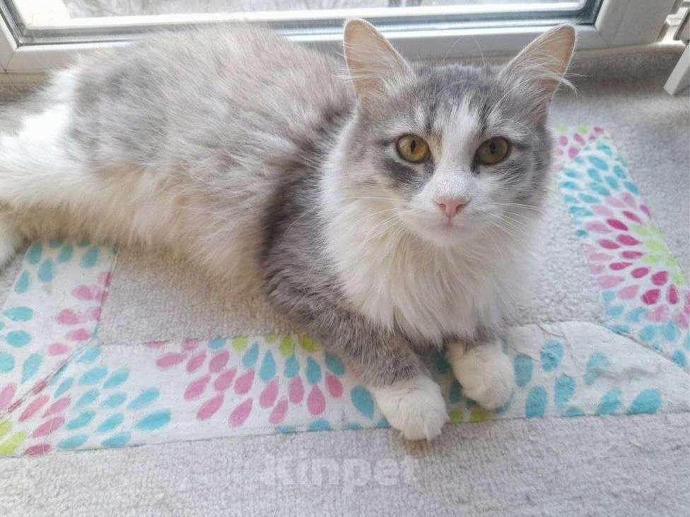 Кошки в Люберцах: Обаятельный котик Нафаня ищет семью! Мальчик, Бесплатно - фото 2