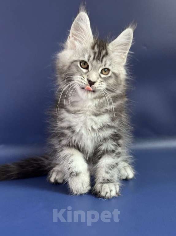 Кошки в Москве: Котенок мейн-кун Мальчик, Бесплатно - фото 2