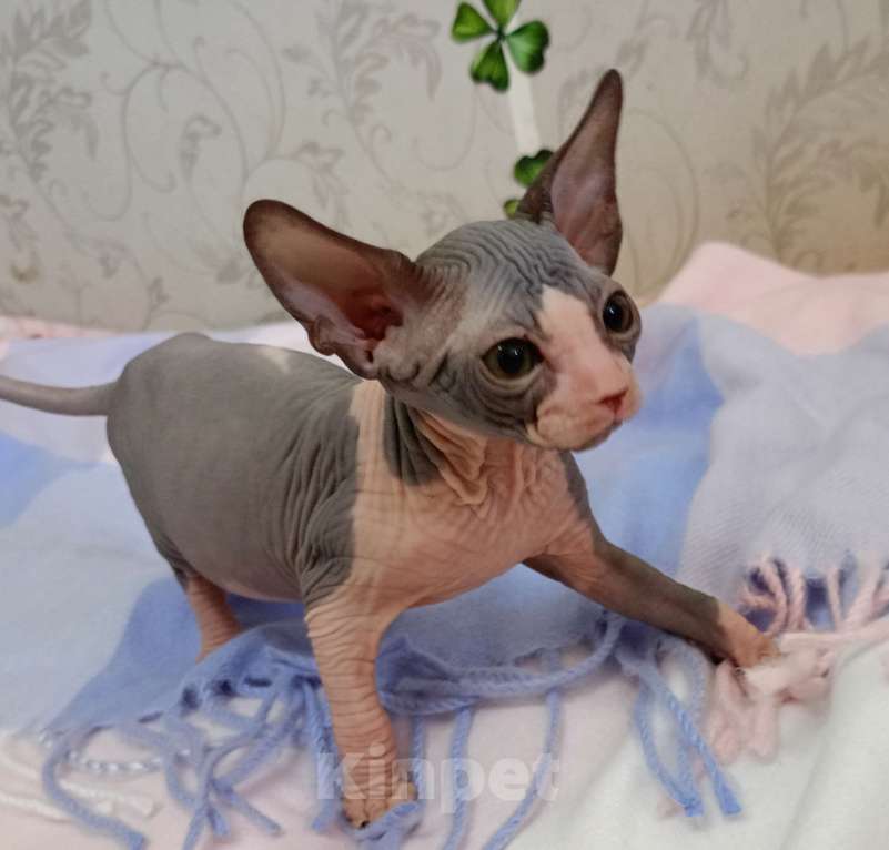 Кошки в Усть-Лабинске: Канадский сфинкс котята Мальчик, 7 000 руб. - фото 2