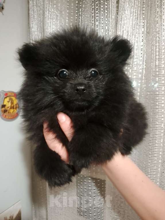 Собаки в Иркутске: Продам щенков шпица Девочка, 25 000 руб. - фото 3