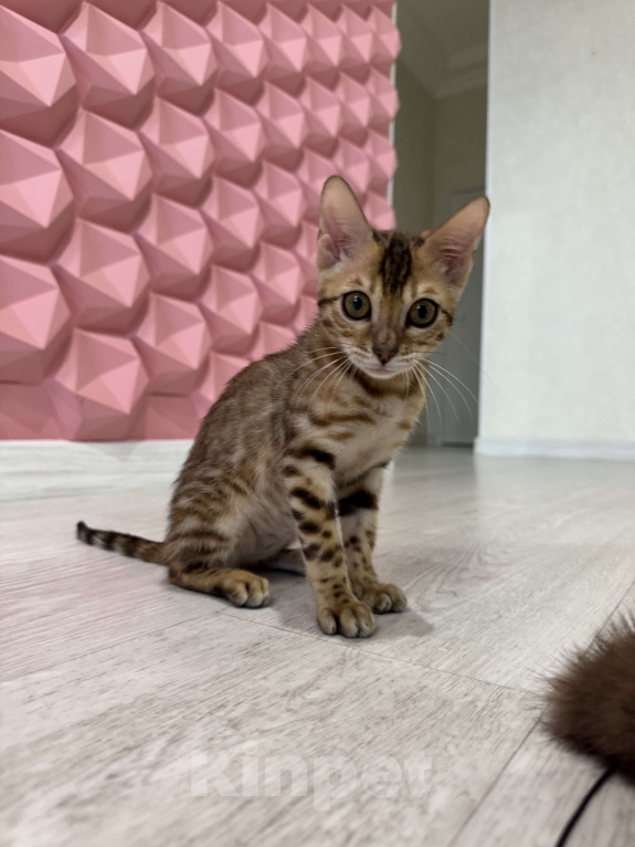 Кошки в Санкт-Петербурге: Бенгальский кот  Мальчик, 55 000 руб. - фото 5