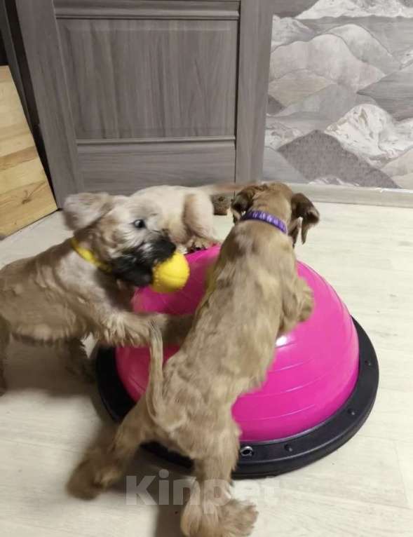 Собаки в Котельнике: Щенки терьера Девочка, 100 000 руб. - фото 7