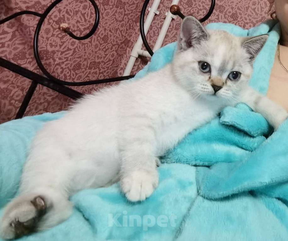 Кошки в Москве: Шотландские котята  Девочка, 15 000 руб. - фото 3