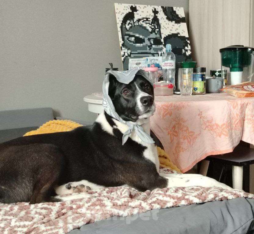 Собаки в Санкт-Петербурге: Ищем хозяина Мальчик, Бесплатно - фото 1