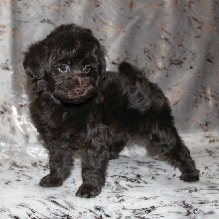 Собаки в Санкт-Петербурге: Той-пудель щенок девочка. СПб Девочка, 80 000 руб. - фото 2
