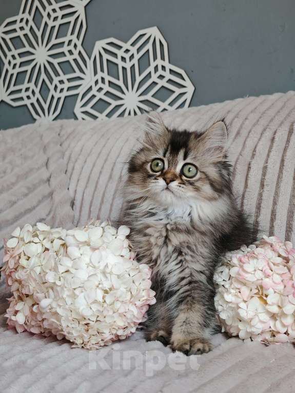 Кошки в Москве: Длинношертсные шотландские котята Девочка, 65 000 руб. - фото 5