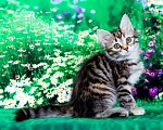 Кошки в Москве: Кошечка Жаннет Девочка, 50 000 руб. - фото 4